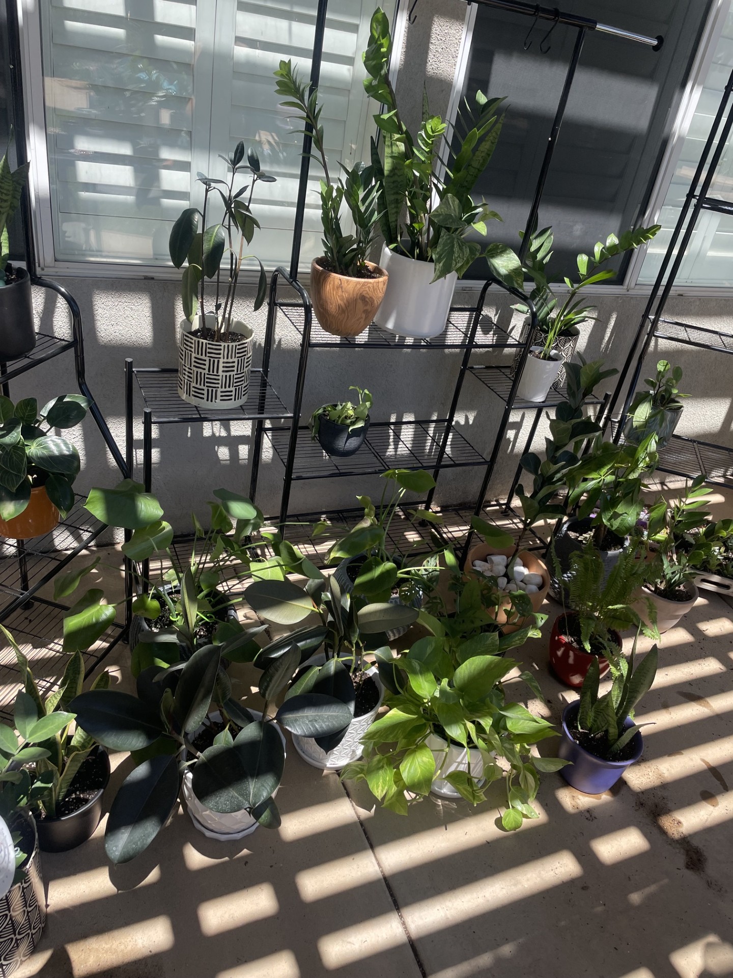 Shelves of curated houseplants ready for the plant bar