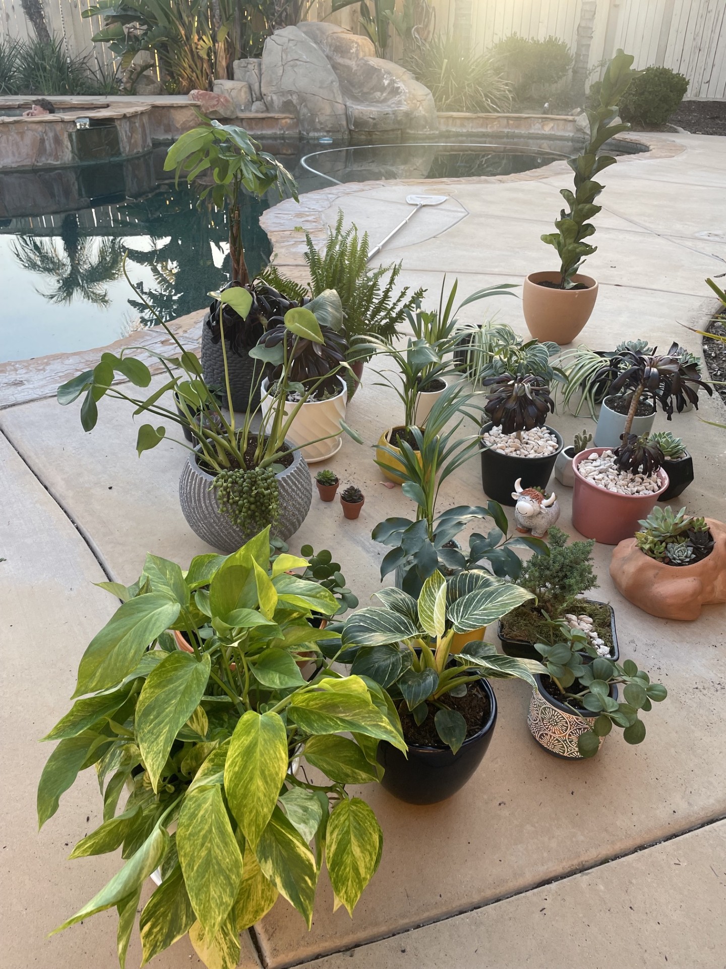 Potted plants by the pool at golden hour