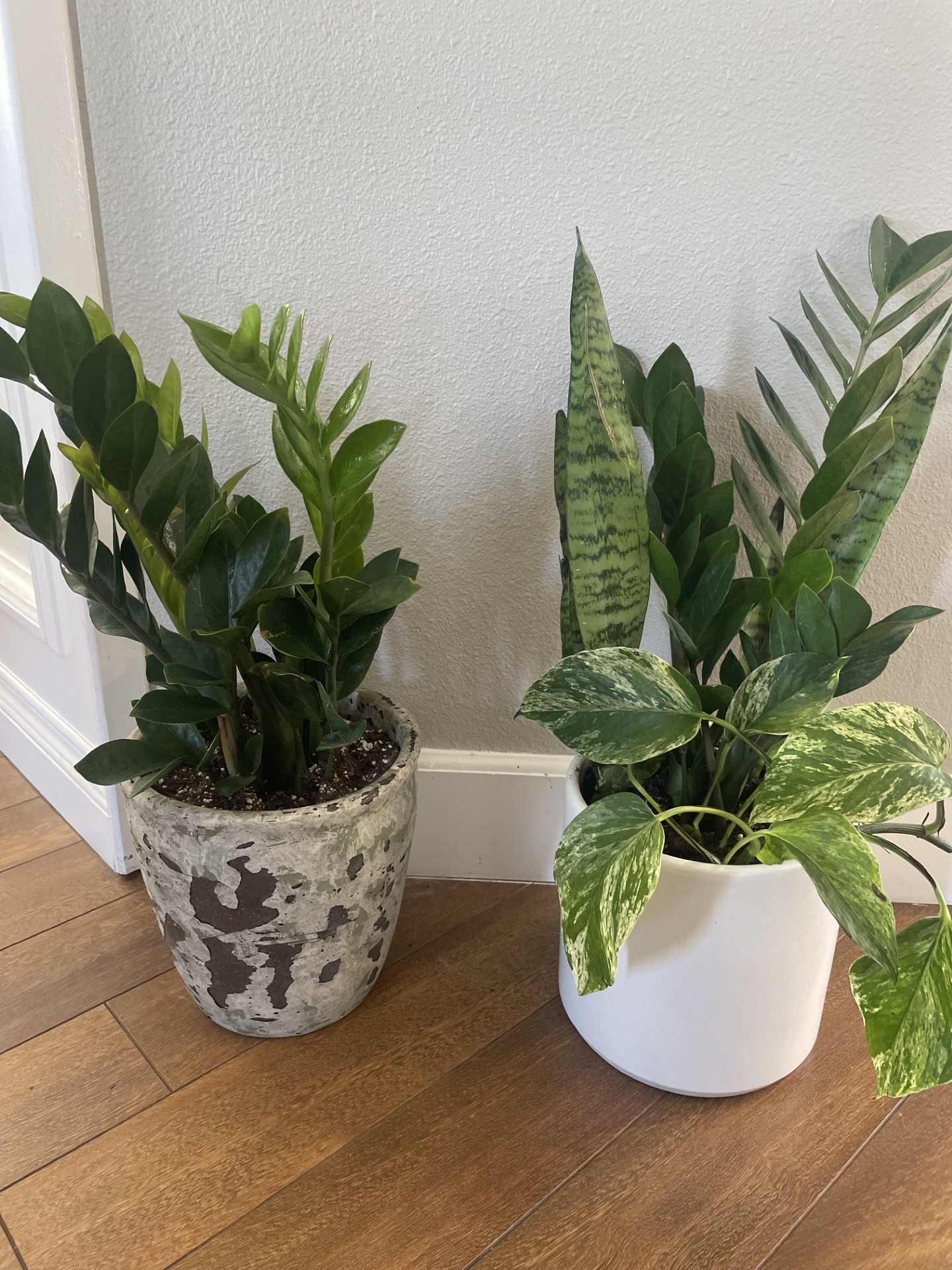 ZZ plants and pothos in ceramic pots
