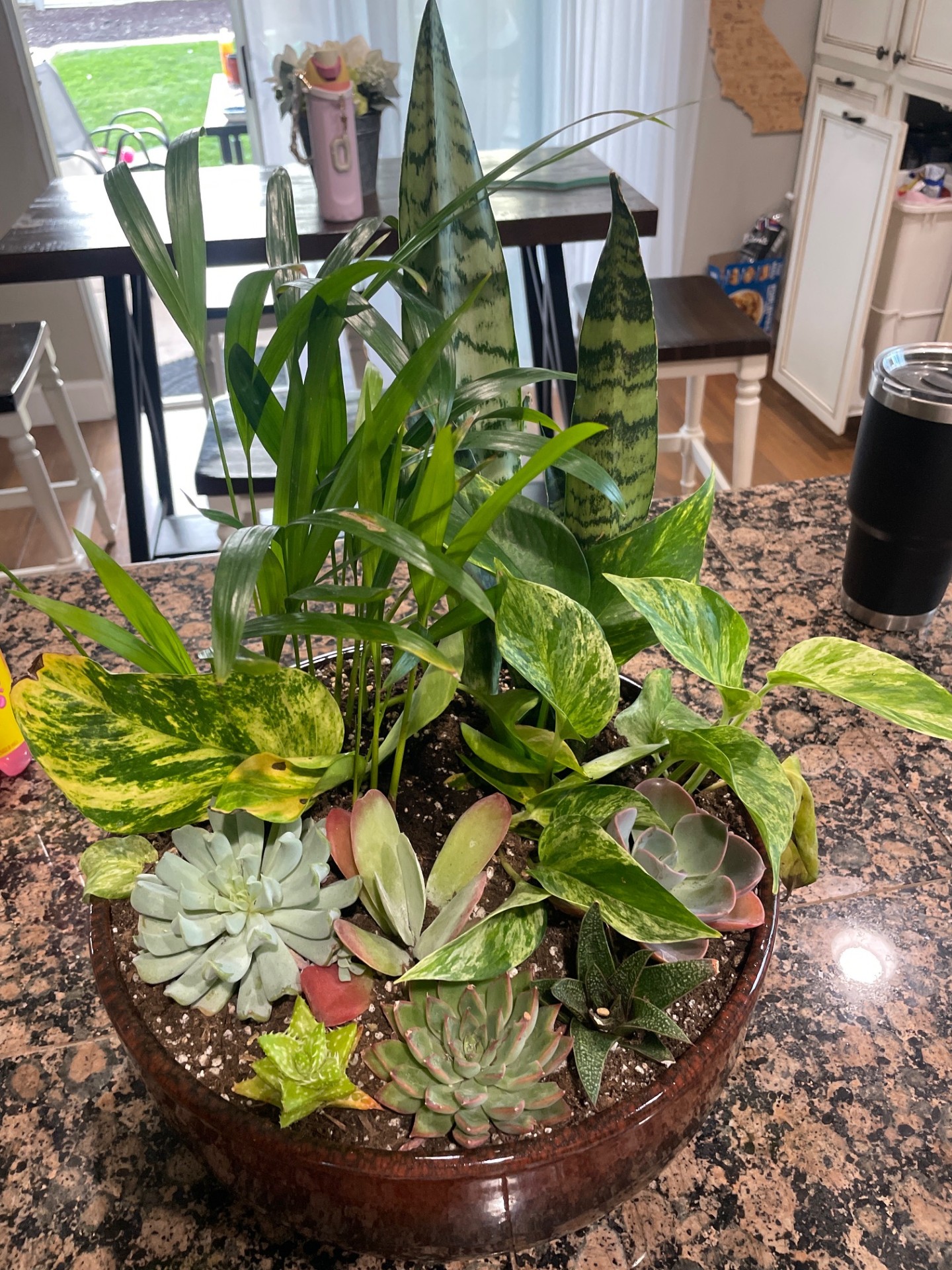 Succulent and houseplant bowl arrangement